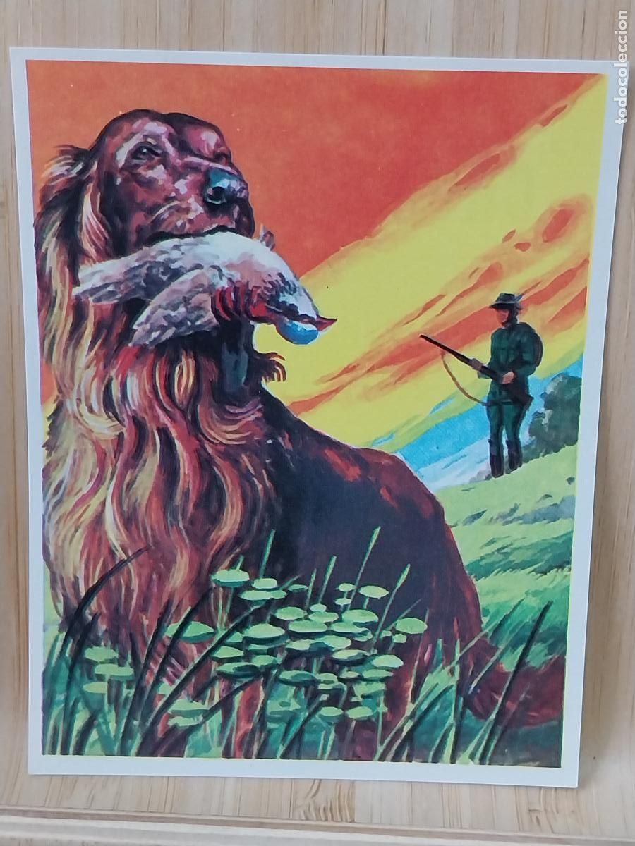 Coleccionismo Cromos antiguos: CAZA PERRO CROMOHISTORIA A&Ntilde;O 1967 CROMO 98 *---- SIN PEGAR NUNCA MAGA 9X7CMS ORIGINAL VINTAGE