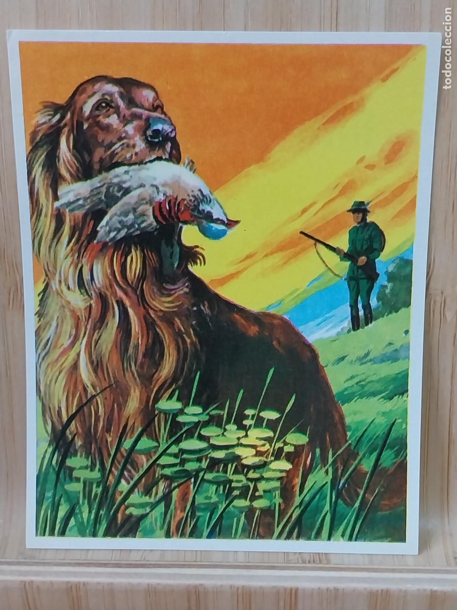 Coleccionismo Cromos antiguos: CAZA PERRO CROMOHISTORIA A&Ntilde;O 1967 CROMO 98 *--- SIN PEGAR NUNCA MAGA 9X7CMS ORIGINAL VINTAGE