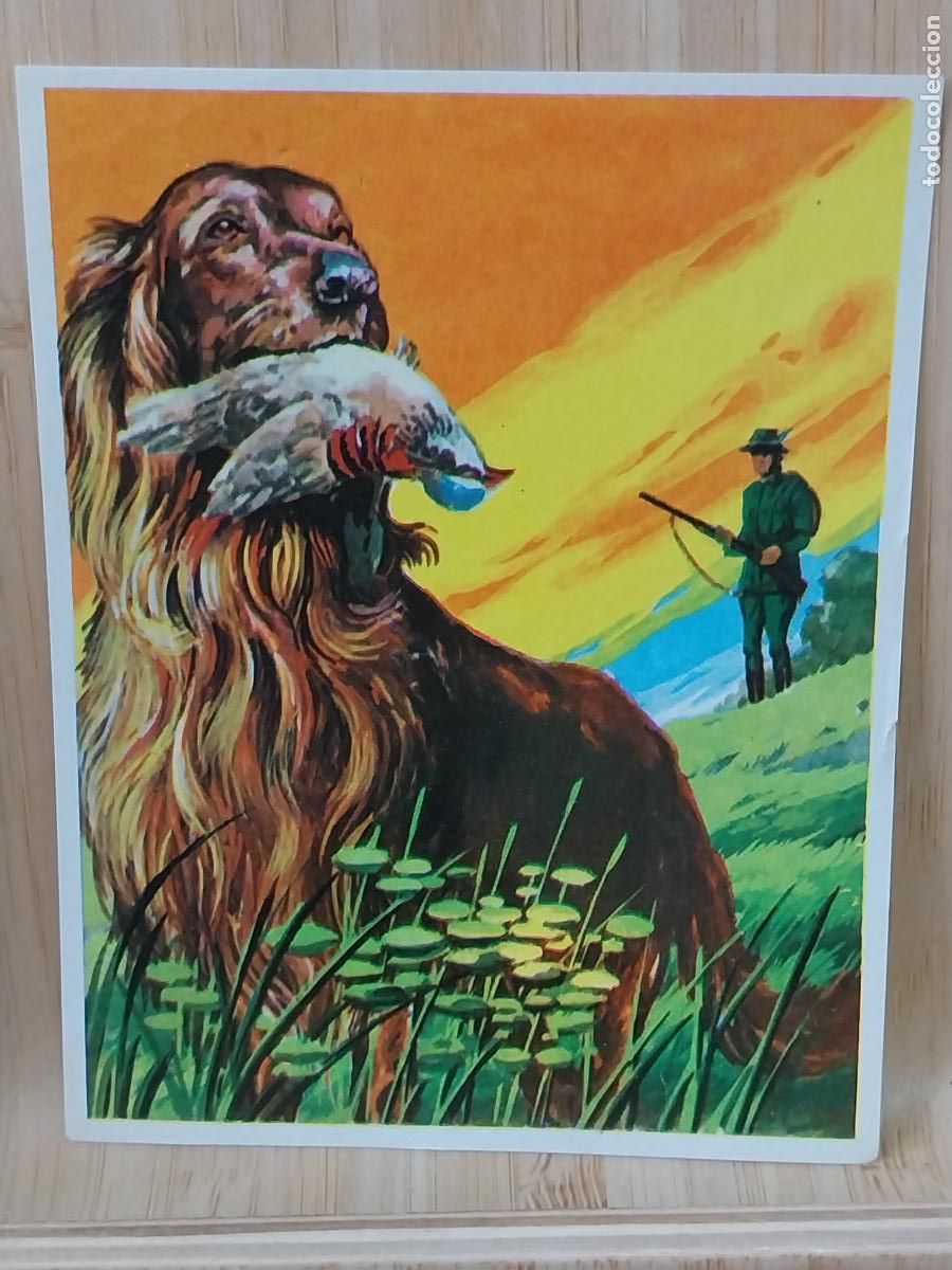 Coleccionismo Cromos antiguos: CAZA PERRO CROMOHISTORIA A&Ntilde;O 1967 CROMO 98 *-- SIN PEGAR NUNCA MAGA 9X7CMS ORIGINAL VINTAGE