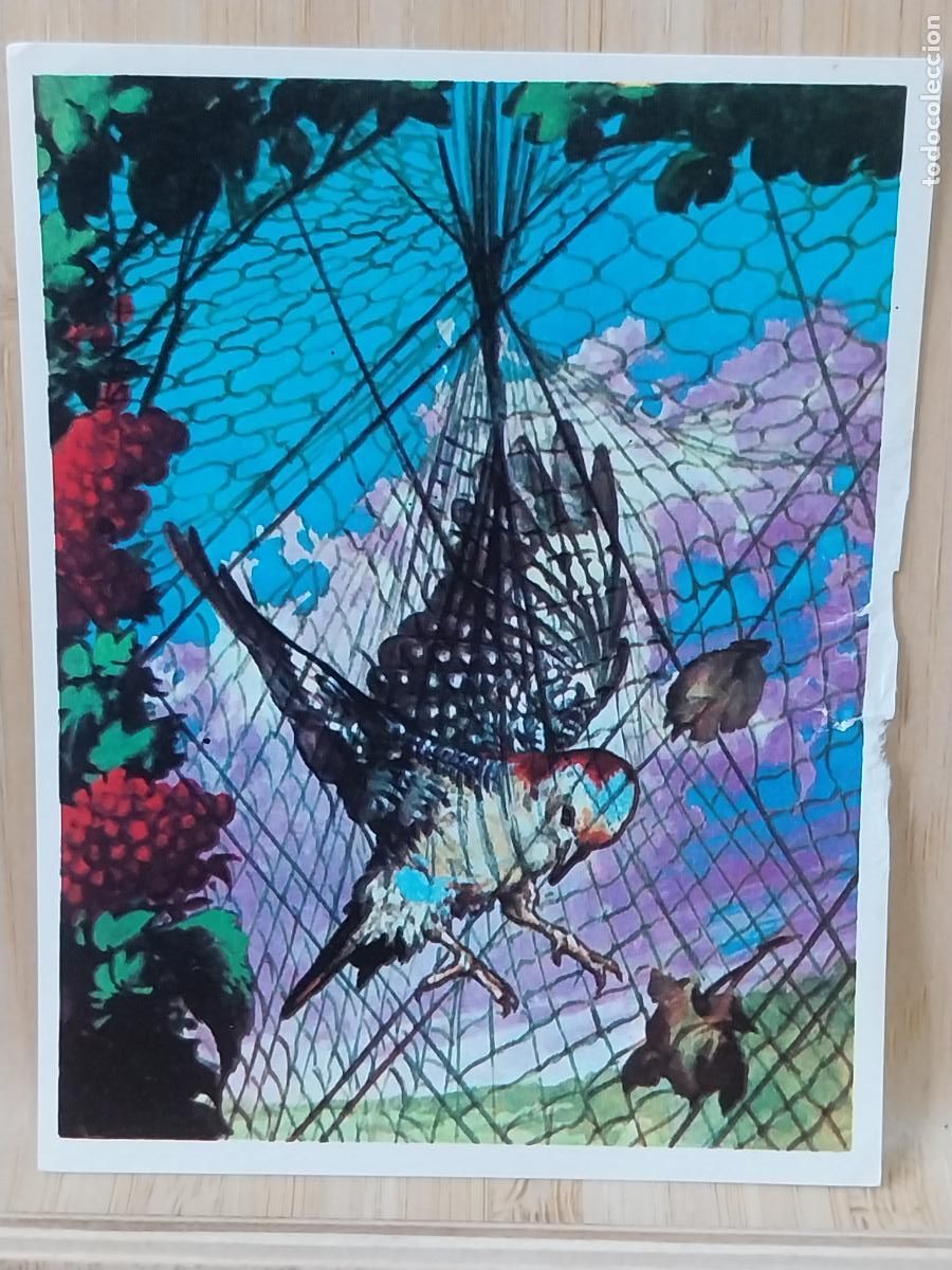 Coleccionismo Cromos antiguos: TRAMPA P&Aacute;JAROS CROMOHISTORIA A&Ntilde;O 1967 CROMO 96 *** SIN PEGAR NUNCA MAGA 9X7CMS ORIGINAL VINTAGE