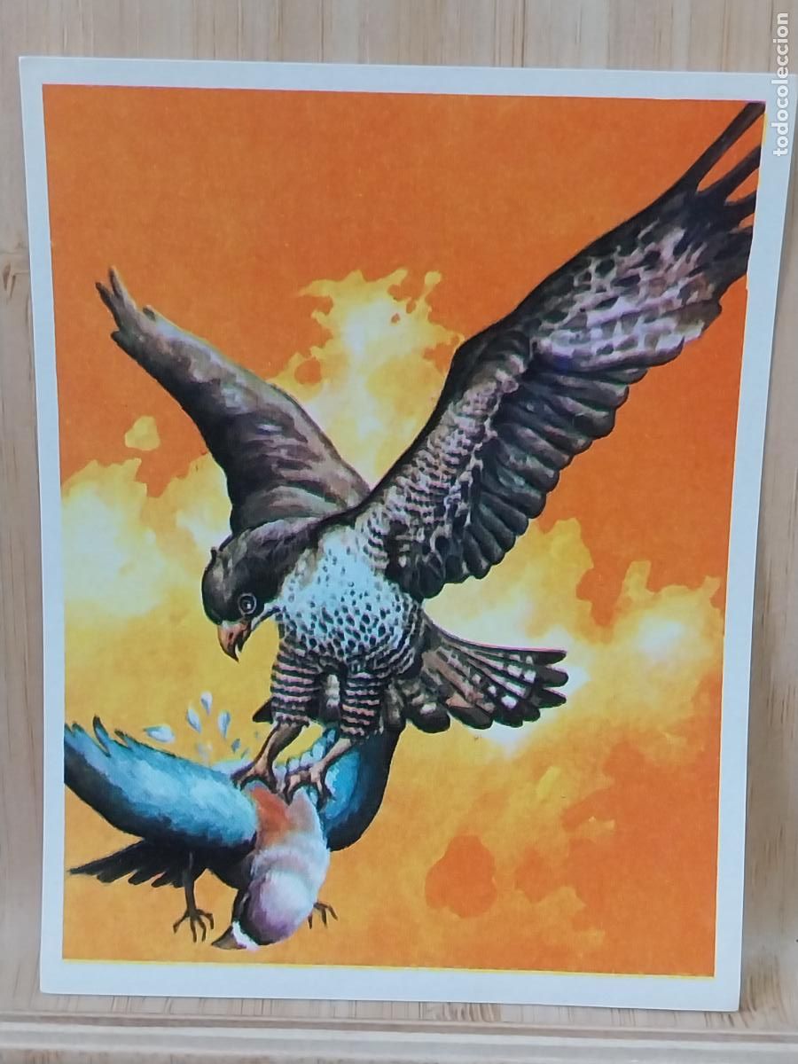 Coleccionismo Cromos antiguos: CETRERIA CAZA CROMOHISTORIA A&Ntilde;O 1967 CROMO 94 * SIN PEGAR NUNCA MAGA 9X7CMS ORIGINAL VINTAGE