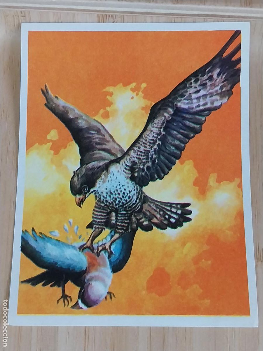 Coleccionismo Cromos antiguos: CETRERIA CAZA CROMOHISTORIA A&Ntilde;O 1967 CROMO 94 SIN PEGAR NUNCA MAGA 9X7CMS ORIGINAL VINTAGE