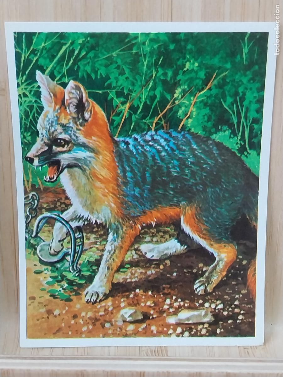 Coleccionismo Cromos antiguos: TRAMPERO CROMOHISTORIA A&Ntilde;O 1967 CROMO 95 *** SIN PEGAR NUNCA MAGA 9X7CMS ORIGINAL