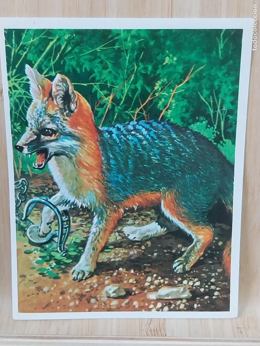 Coleccionismo Cromos antiguos: TRAMPERO CROMOHISTORIA A&Ntilde;O 1967 CROMO 95 ** SIN PEGAR NUNCA MAGA 9X7CMS ORIGINAL