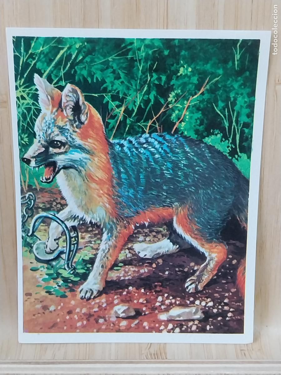 Coleccionismo Cromos antiguos: TRAMPERO CROMOHISTORIA A&Ntilde;O 1967 CROMO 95 * SIN PEGAR NUNCA MAGA 9X7CMS ORIGINAL