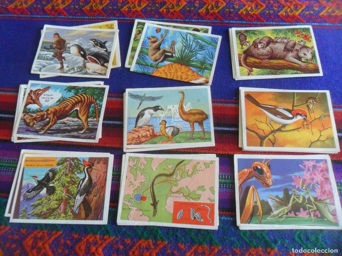 Sammeln alte Sammelbilder: LOTE 35 CROMO NUNCA PEGADO PANORAMA ZOOL&Oacute;GICO. CHOCOLATES TORRAS NI TOCAO 1973.