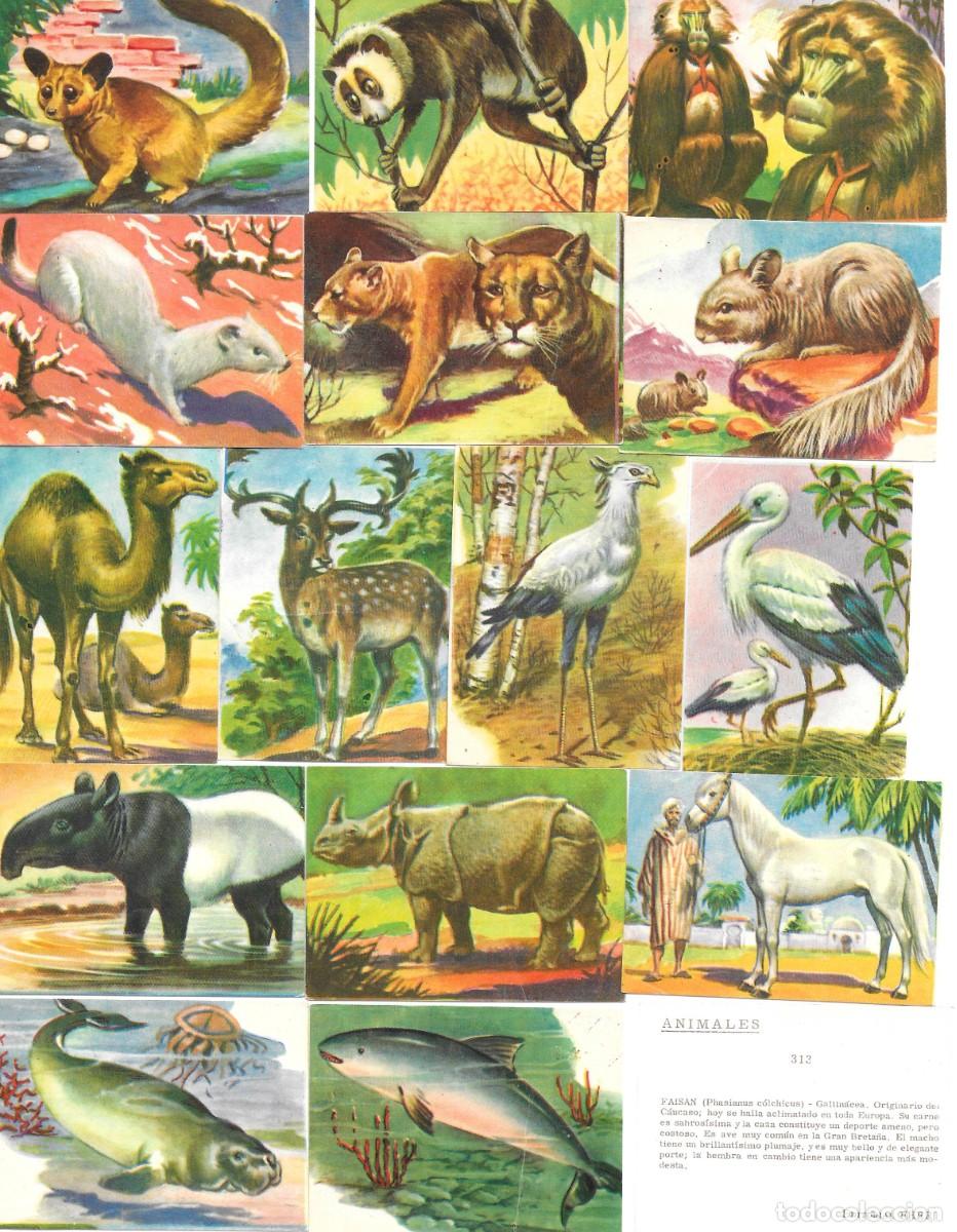 Coleccionismo Cromos antiguos: i&ntilde;i LOTE 129 CROMOS NUEVOS ANIMALES FHER 1961 PICTURE CARDS PREGUNTE FALTAS ROBLE