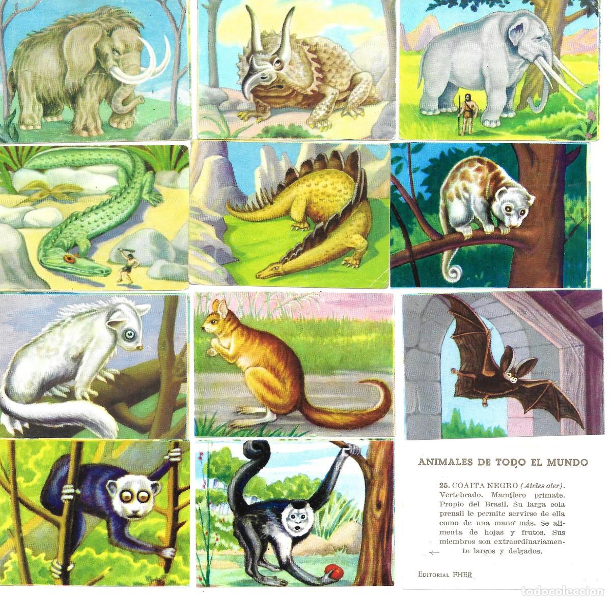 Coleccionismo Cromos antiguos: i&ntilde;i LOTE 88 CROMOS NUEVOS ANIMALES DE TODO EL MUNDO FHER 1965 PREGUNTE FALTAS ROBLE