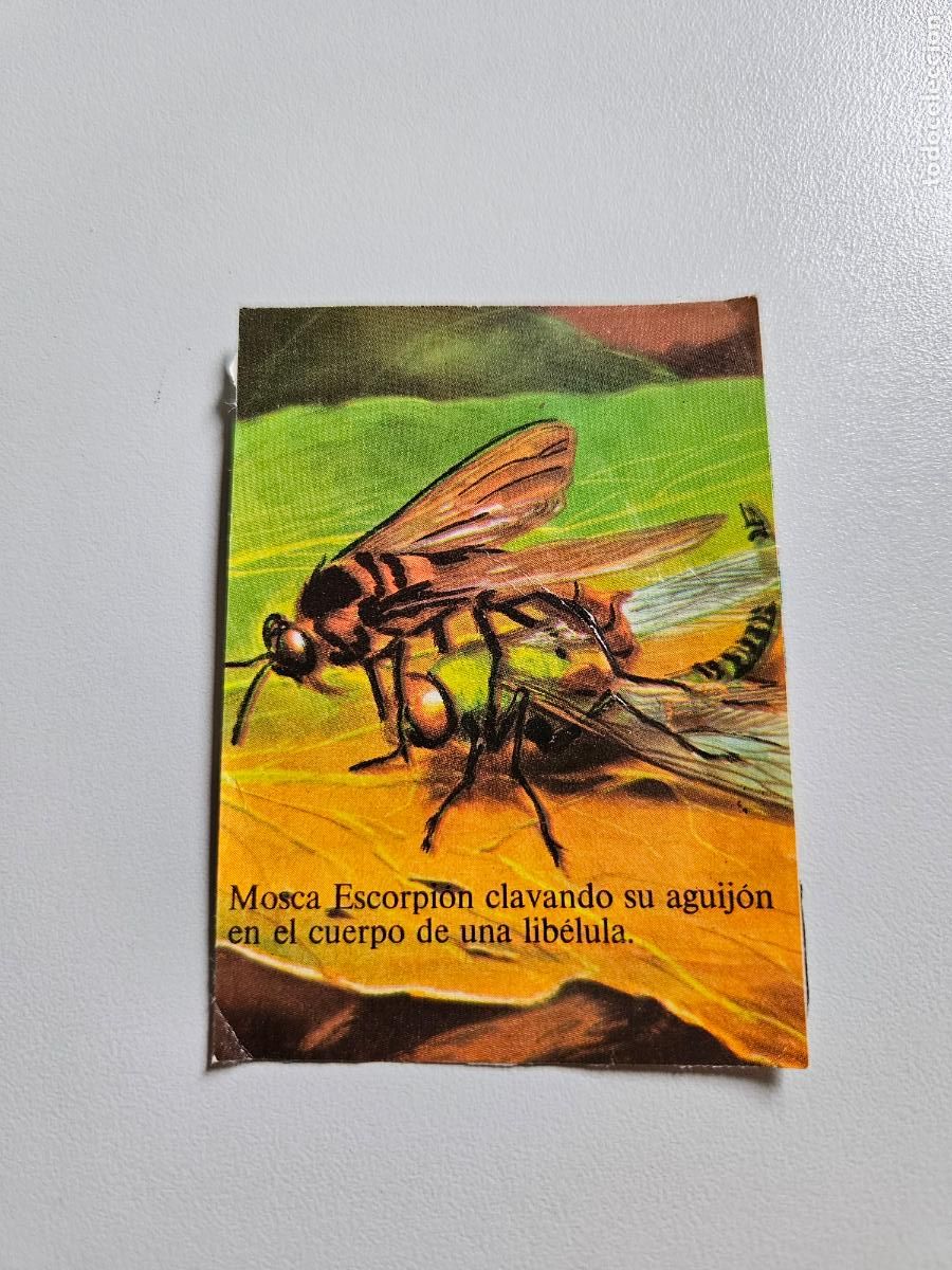 Coleccionismo Cromos antiguos: Cromo 25 &aacute;lbum Libro de las adivinanzas Bimbo 1974 / recuperado