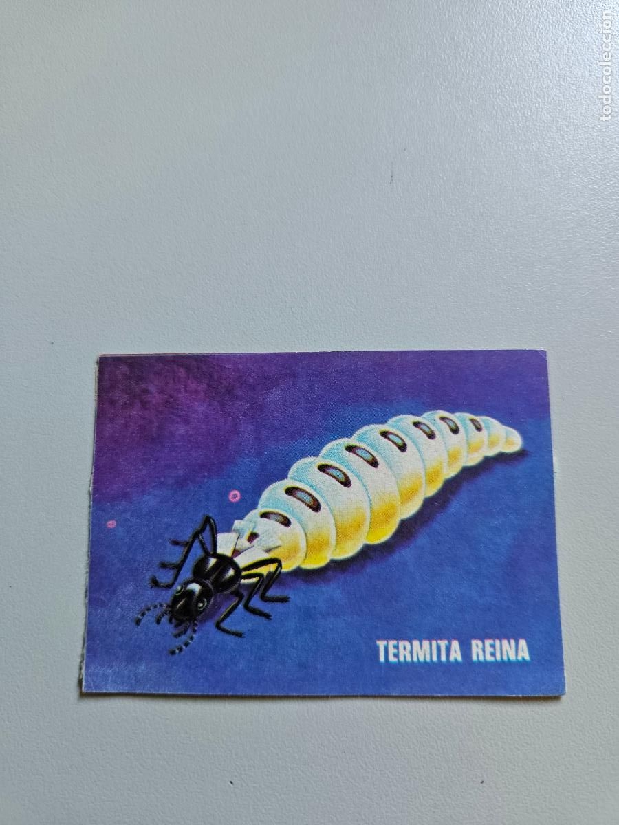 Coleccionismo Cromos antiguos: Cromo 51 &aacute;lbum Libro de las adivinanzas Bimbo 1974 / recuperado