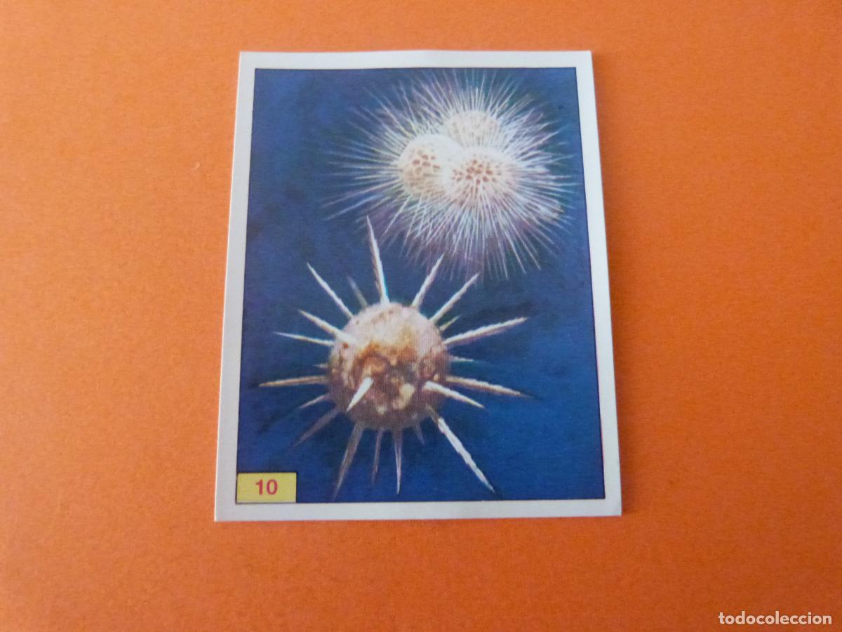 Collectable Antique Stickers: CROMO DINOSAURS SIN PEGAR N&ordm; 10 A&Ntilde;O 1992 ALBUM DINOSAURS PANINI