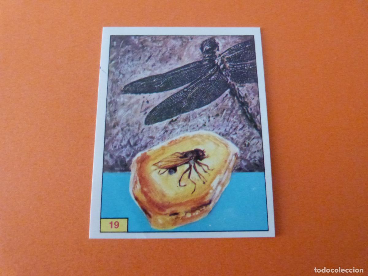Collectable Antique Stickers: CROMO DINOSAURS SIN PEGAR N&ordm; 19 A&Ntilde;O 1992 ALBUM DINOSAURS PANINI