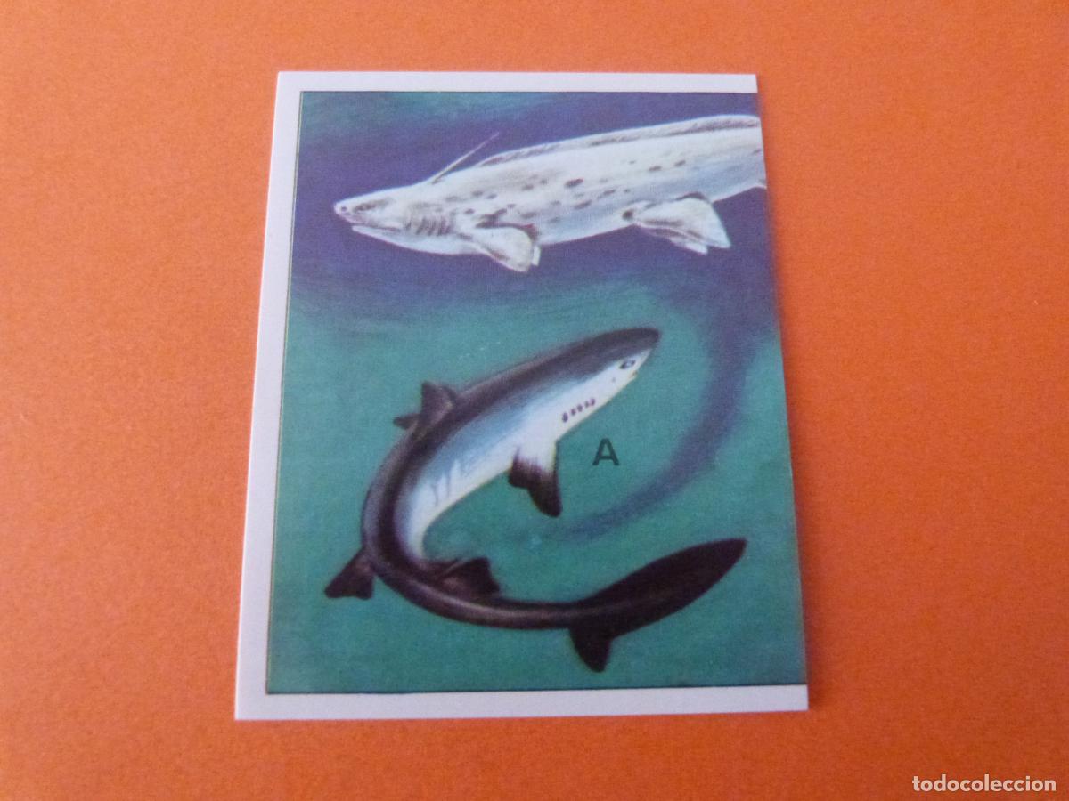 Colecionismo Cromos antigos: CROMO DINOSAURS SIN PEGAR N&ordm; 39 A&Ntilde;O 1992 ALBUM DINOSAURS PANINI