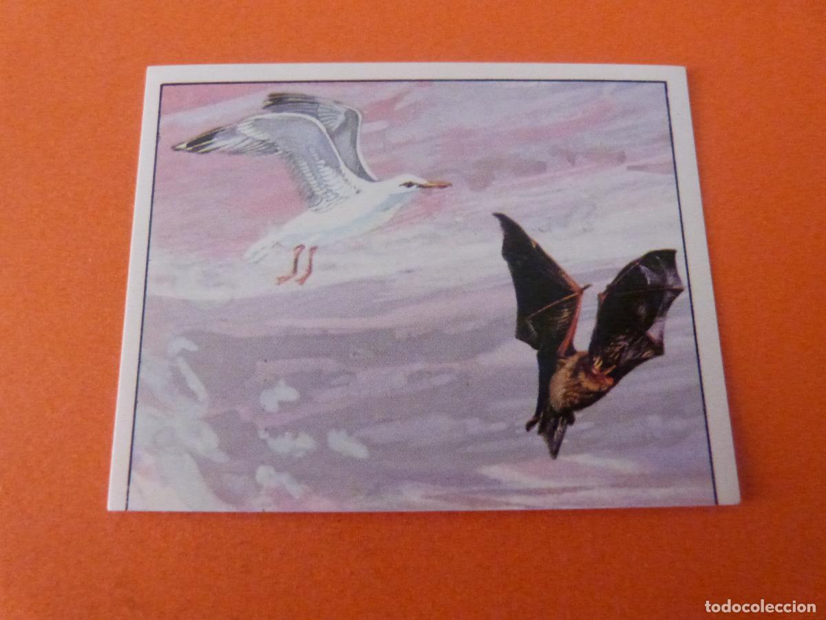 Coleccionismo Cromos antiguos: CROMO DINOSAURS SIN PEGAR N&ordm; 63 A&Ntilde;O 1992 ALBUM DINOSAURS PANINI