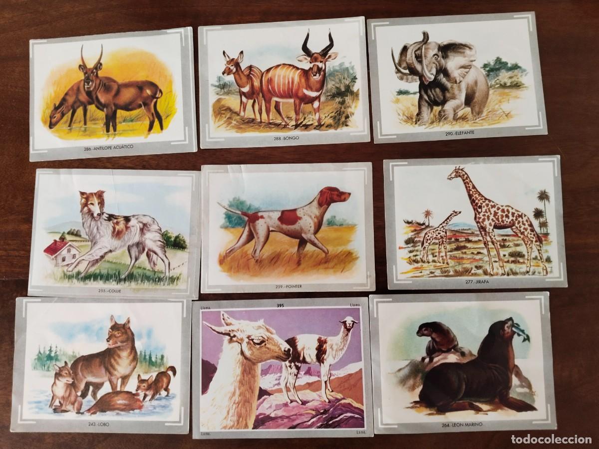 Coleccionismo Cromos antiguos: 44 Cromos de Vida y Color.