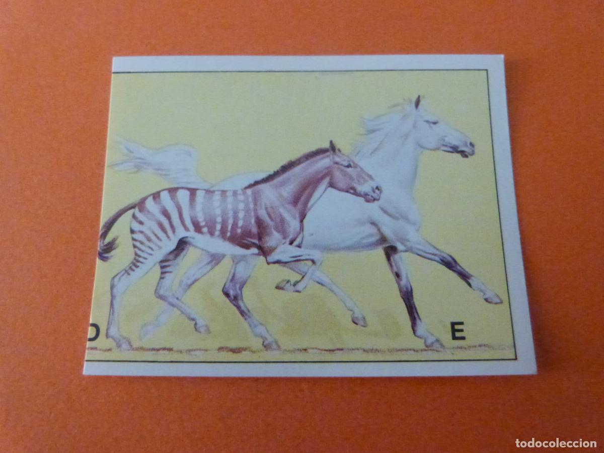 Collezionismo Figurine antiche: CROMO DINOSAURS SIN PEGAR N&ordm; 123 A&Ntilde;O 1992 ALBUM DINOSAURS PANINI