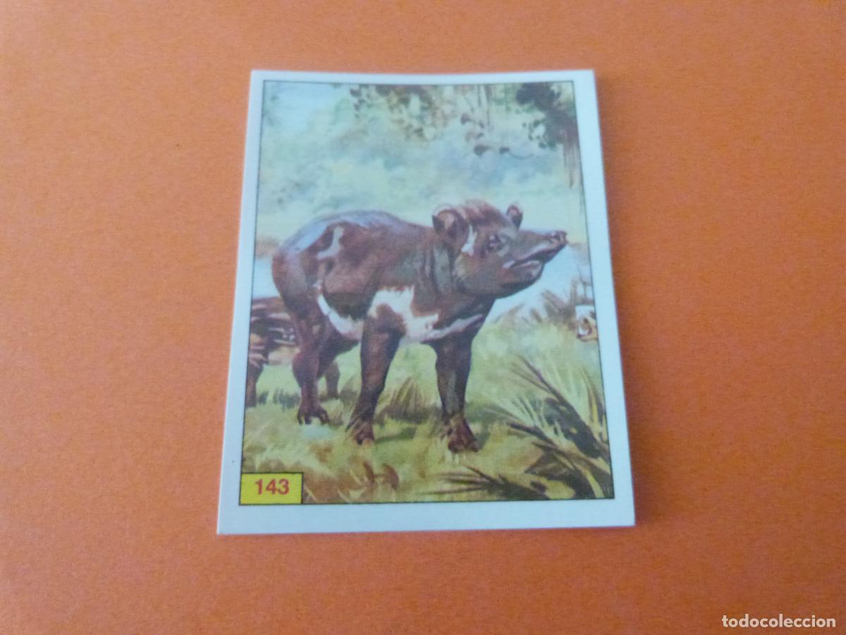 Coleccionismo Cromos antiguos: CROMO DINOSAURS SIN PEGAR N&ordm; 143 A&Ntilde;O 1992 ALBUM DINOSAURS PANINI