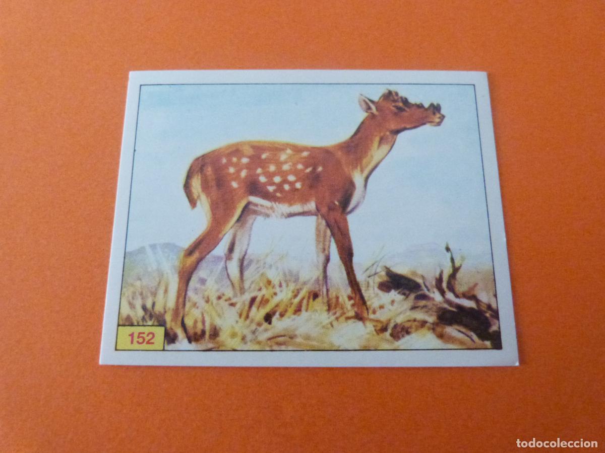 Collectable Antique Stickers: CROMO DINOSAURS SIN PEGAR N&ordm; 152 A&Ntilde;O 1992 ALBUM DINOSAURS PANINI