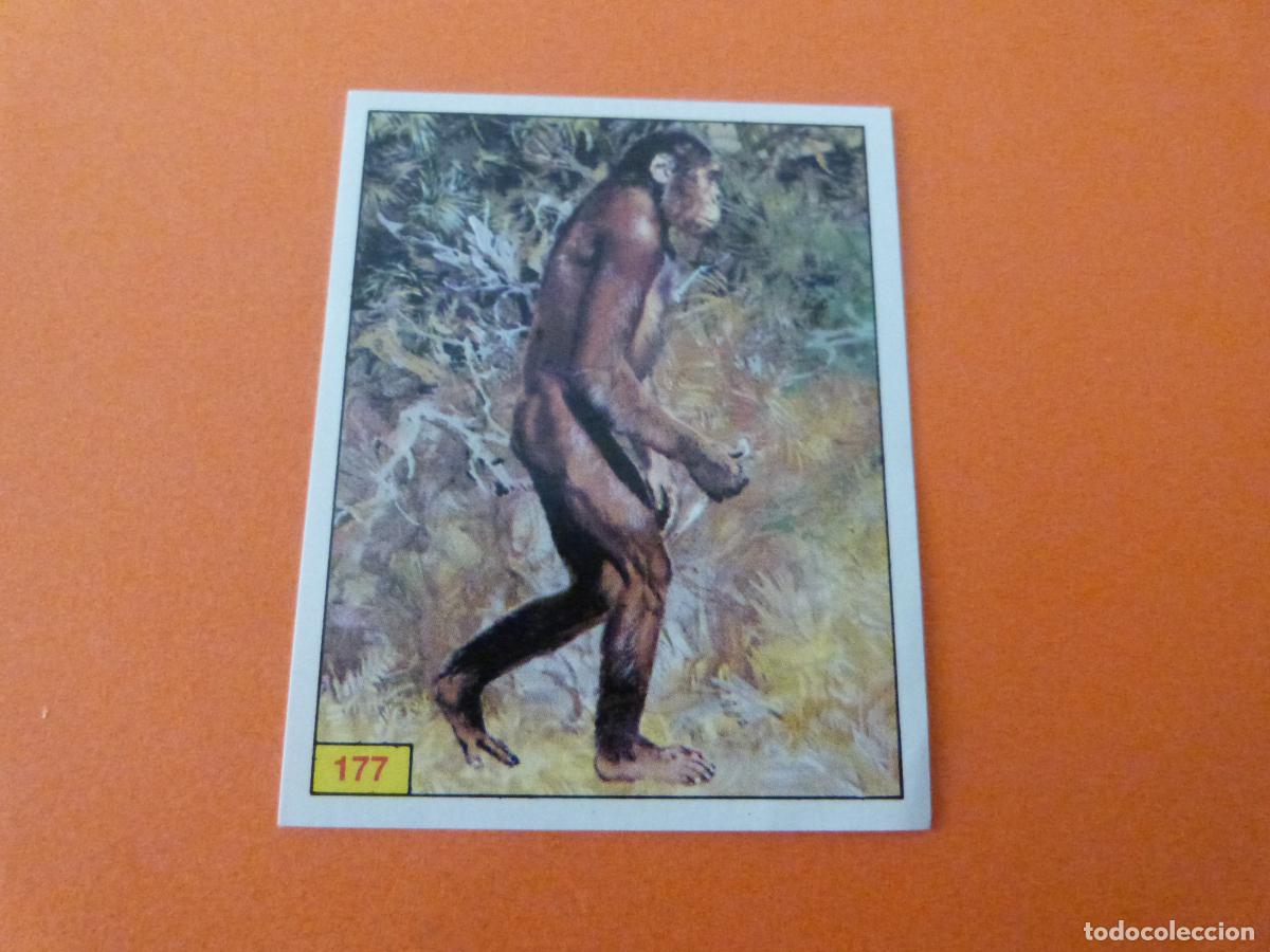 Coleccionismo Cromos antiguos: CROMO DINOSAURS SIN PEGAR N&ordm; 177 A&Ntilde;O 1992 ALBUM DINOSAURS PANINI