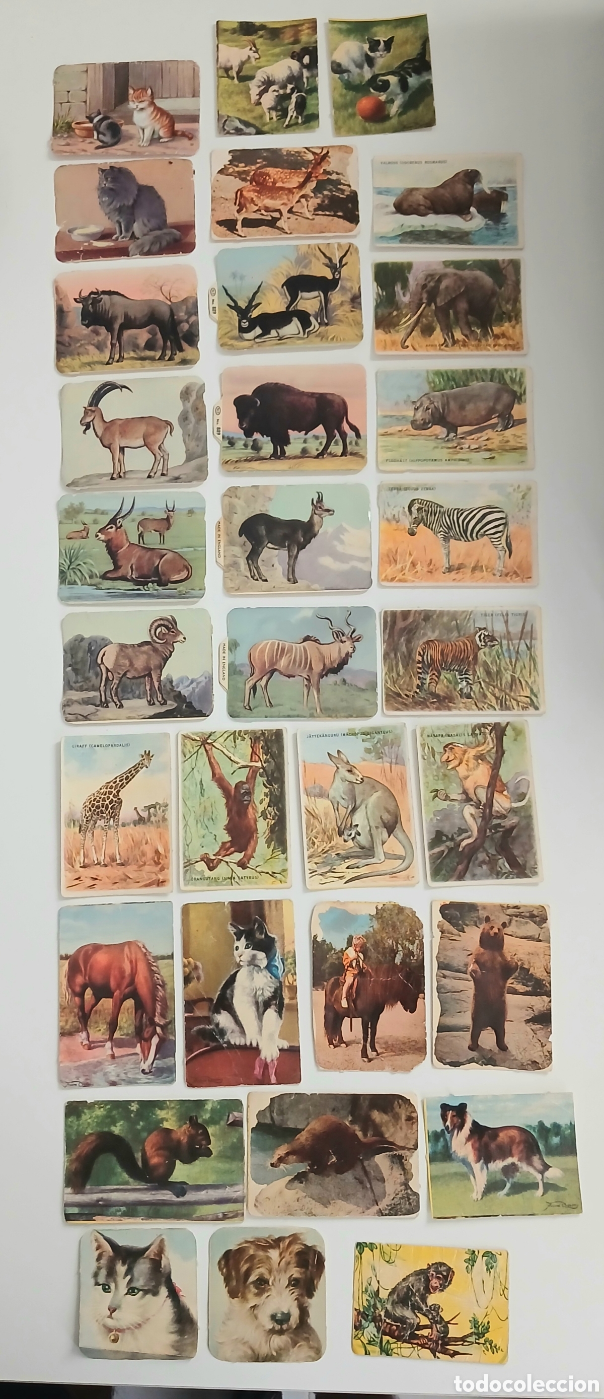 Coleccionismo Cromos antiguos: Lote de 32 Cromos Vintage Animales - Colecci&oacute;n Inglesa/Sueca - A&ntilde;os 50/60 - Muy Raros