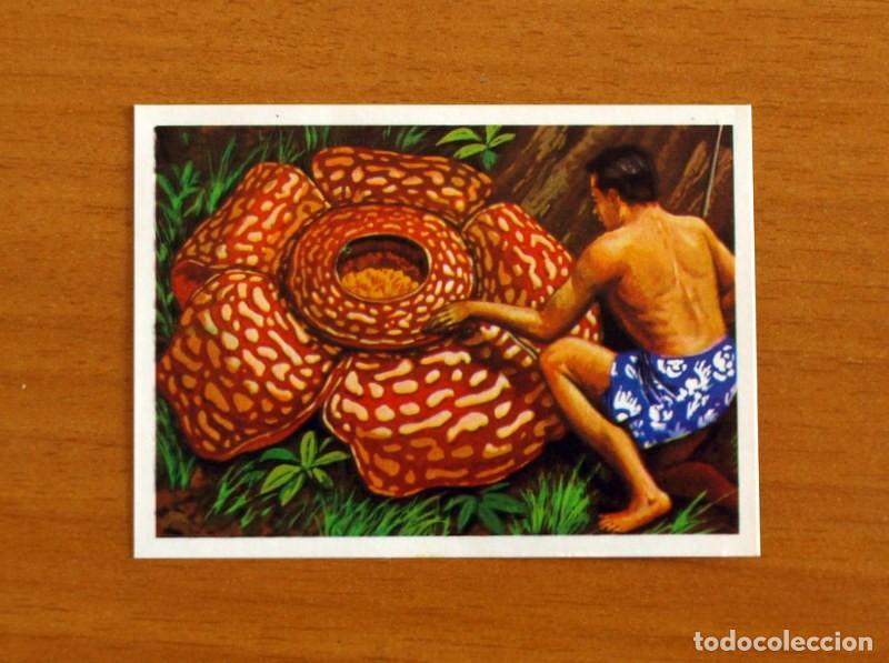 Coleccionismo Cromos antiguos: El M&aacute;s y el Menos -N&ordm; 10 La flor de m&aacute;s peso - Editorial Ruiz Romero A&ntilde;o 1975 -Cromo Nunca Pegado