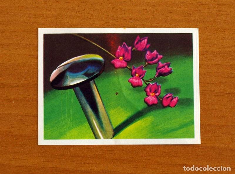 Coleccionismo Cromos antiguos: El M&aacute;s y el Menos -N&ordm; 11 Orqu&iacute;dea m&aacute;s peque&ntilde;a - Editorial Ruiz Romero A&ntilde;o 1975 -Cromo Nunca Pegado