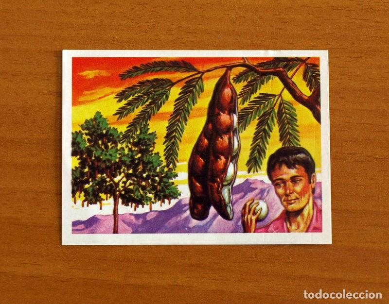 Coleccionismo Cromos antiguos: El M&aacute;s y el Menos-N&ordm; 15 Leguminosa de mayor tama&ntilde;o-Editorial Ruiz Romero A&ntilde;o 1975-Cromo Nunca Pegado