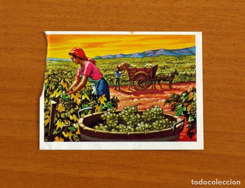Coleccionismo Cromos antiguos: El M&aacute;s y el Menos -N&ordm; 15 Cepa m&aacute;s fecunda -Editorial Ruiz Romero A&ntilde;o 1975 -Cromo Nunca Pegado