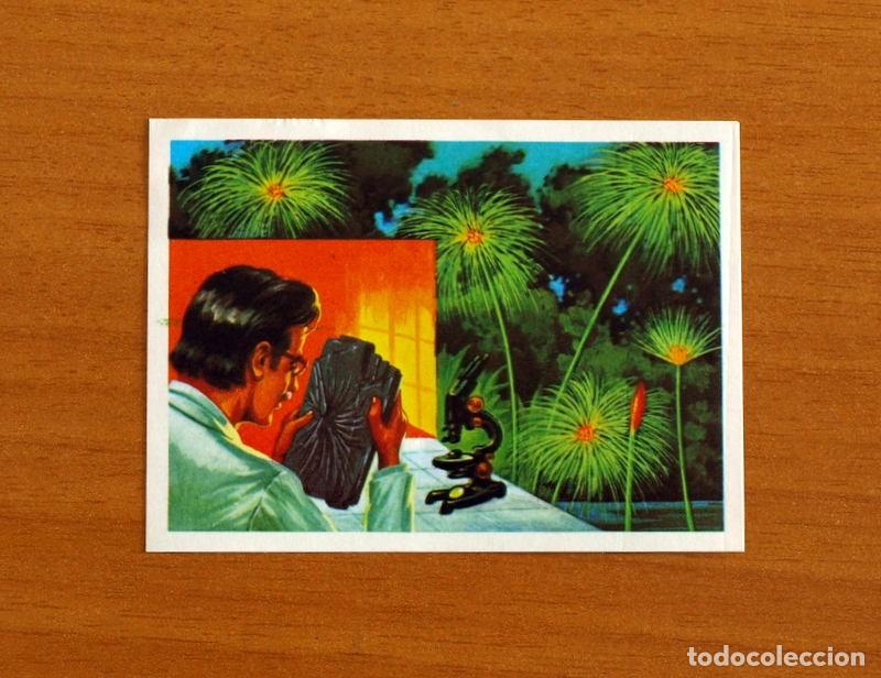 Coleccionismo Cromos antiguos: El M&aacute;s y el Menos-N&ordm; 24 Supervivientes Prehistoria-Editorial Ruiz Romero A&ntilde;o 1975-Cromo Nunca Pegado