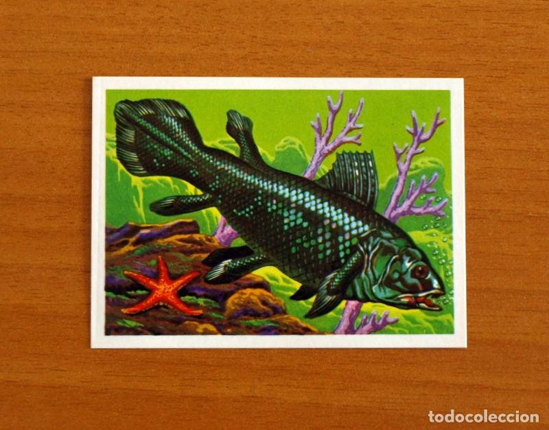 Coleccionismo Cromos antiguos: El M&aacute;s y el Menos -N&ordm; 34 Especie Marina m&aacute;s Vieja -Editorial Ruiz Romero A&ntilde;o 1975-Cromo Nunca Pegado