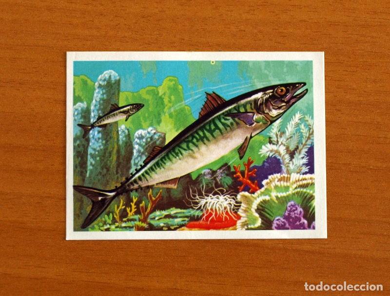 Coleccionismo Cromos antiguos: El M&aacute;s y el Menos -N&ordm; 38 Peces Lentos -Editorial Ruiz Romero A&ntilde;o 1975 -Cromo Nunca Pegado