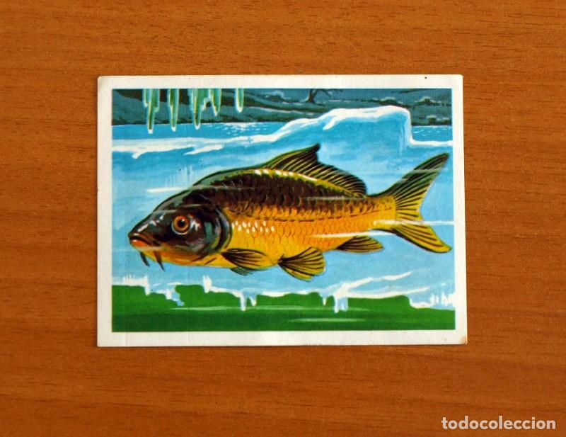 Coleccionismo Cromos antiguos: El M&aacute;s y el Menos -N&ordm; 40 Pez Menos Friolero -Editorial Ruiz Romero A&ntilde;o 1975 -Cromo Nunca Pegado