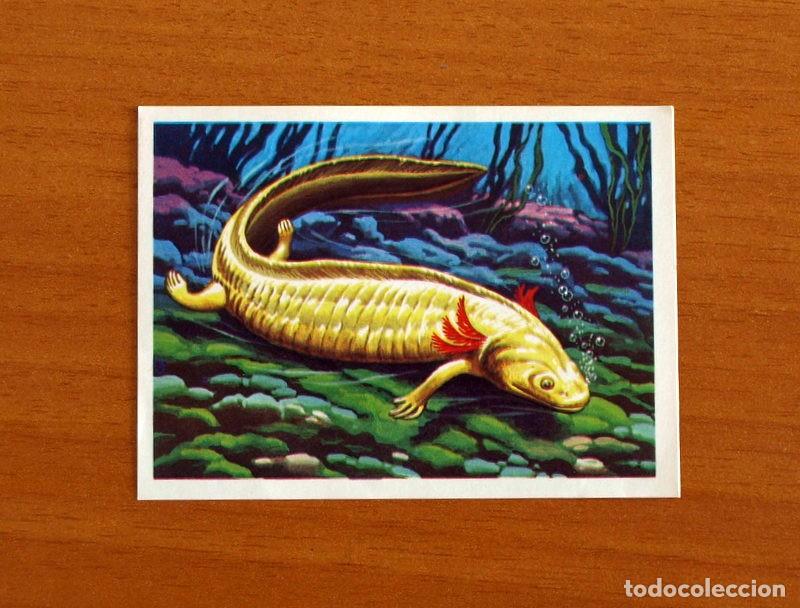 Coleccionismo Cromos antiguos: El M&aacute;s y el Menos -N&ordm; 41 Animal poco desarrollo -Editorial Ruiz Romero A&ntilde;o 1975 -Cromo Nunca Pegado