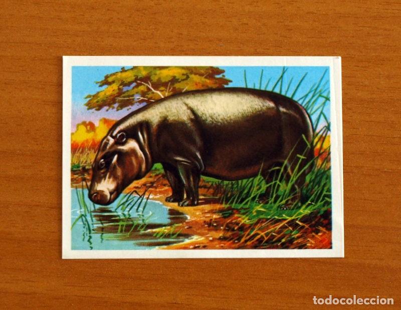 Coleccionismo Cromos antiguos: El M&aacute;s y el Menos -N&ordm; 48 Hipop&oacute;tamo -Editorial Ruiz Romero A&ntilde;o 1975 -Cromo Nunca Pegado