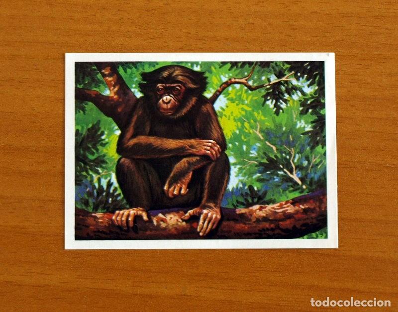 Coleccionismo Cromos antiguos: El M&aacute;s y el Menos -N&ordm; 49 Chimpanc&eacute; Peque&ntilde;o -Editorial Ruiz Romero A&ntilde;o 1975 -Cromo Nunca Pegado