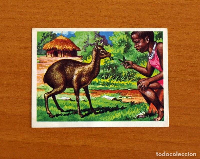 Coleccionismo Cromos antiguos: El M&aacute;s y el Menos -N&ordm; 51 Ant&iacute;lopes Enanos -Editorial Ruiz Romero A&ntilde;o 1975 -Cromo Nunca Pegado