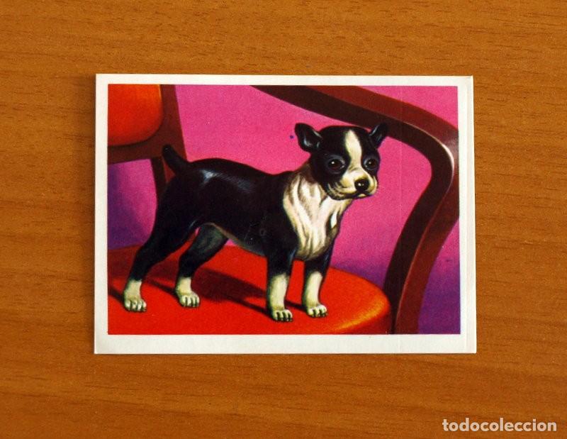 Coleccionismo Cromos antiguos: El M&aacute;s y el Menos -N&ordm; 52 Perro Peque&ntilde;o -Editorial Ruiz Romero A&ntilde;o 1975 -Cromo Nunca Pegado