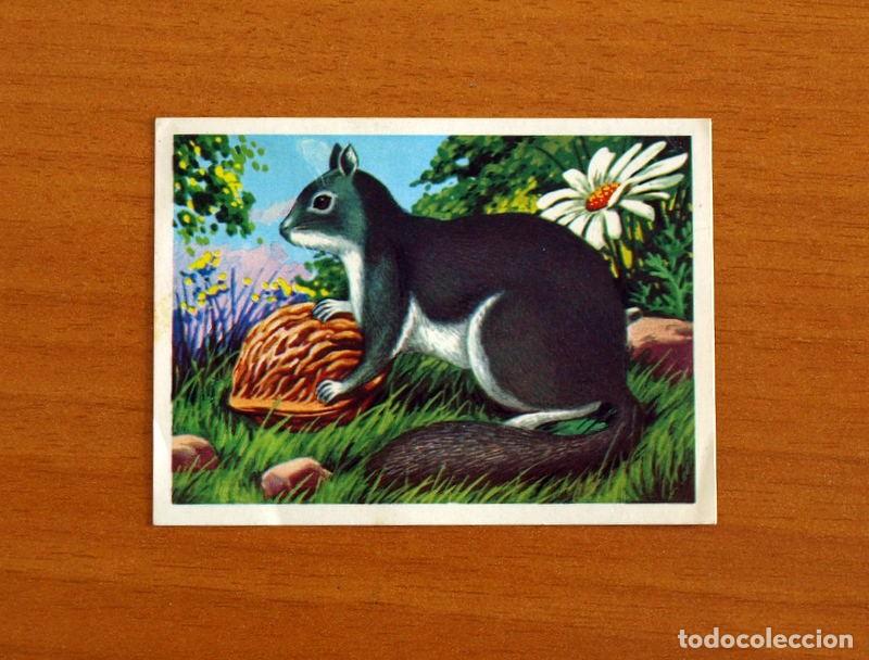 Coleccionismo Cromos antiguos: El M&aacute;s y el Menos -N&ordm; 53 Ardilla m&aacute;s Peque&ntilde;a -Editorial Ruiz Romero A&ntilde;o 1975 -Cromo Nunca Pegado
