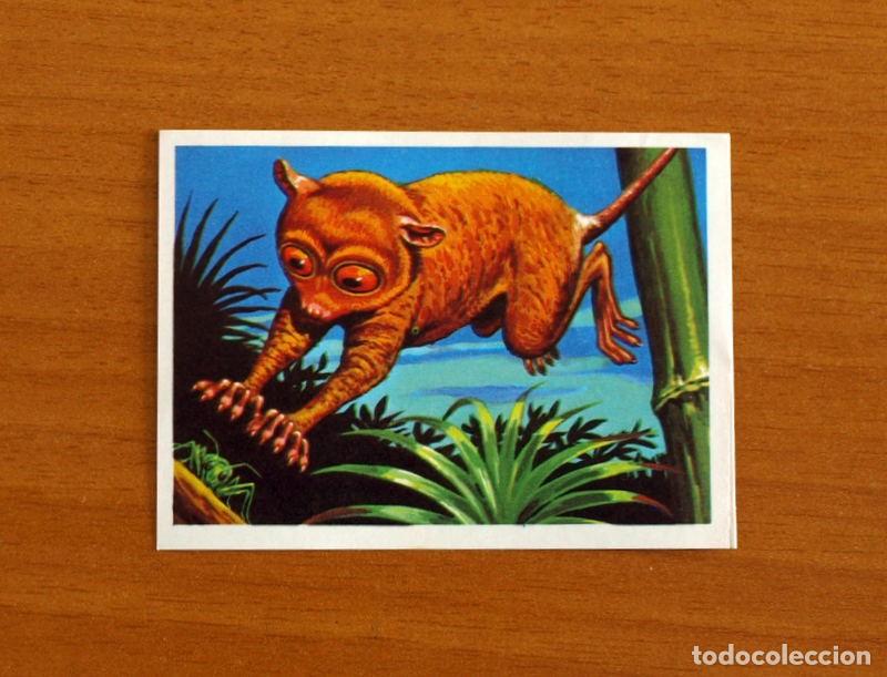 Coleccionismo Cromos antiguos: El M&aacute;s y el Menos -N&ordm; 55 Primate m&aacute;s Antiguo -Editorial Ruiz Romero A&ntilde;o 1975 -Cromo Nunca Pegado