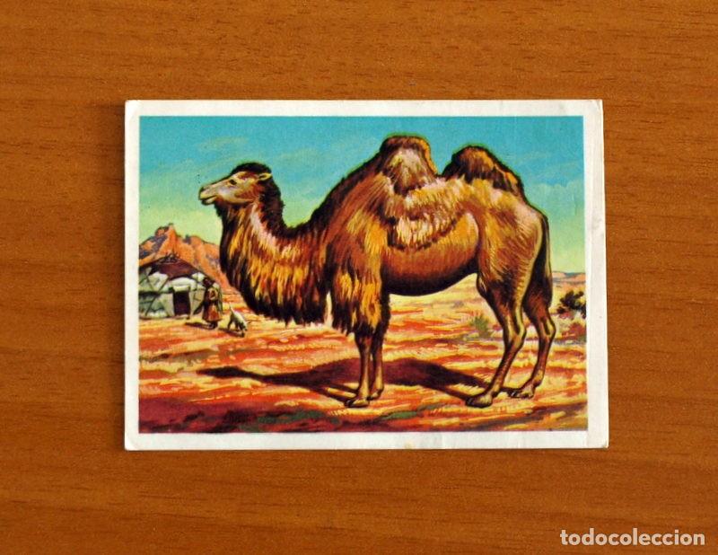 Coleccionismo Cromos antiguos: El M&aacute;s y el Menos-N&ordm; 58 Animal de mucha Longevidad-Editorial Ruiz Romero A&ntilde;o 1975-Cromo Nunca Pegado