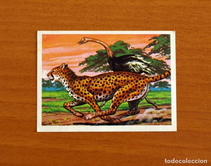 Coleccionismo Cromos antiguos: El M&aacute;s y el Menos -N&ordm; 60 Animales Veloces -Editorial Ruiz Romero A&ntilde;o 1975 -Cromo Nunca Pegado