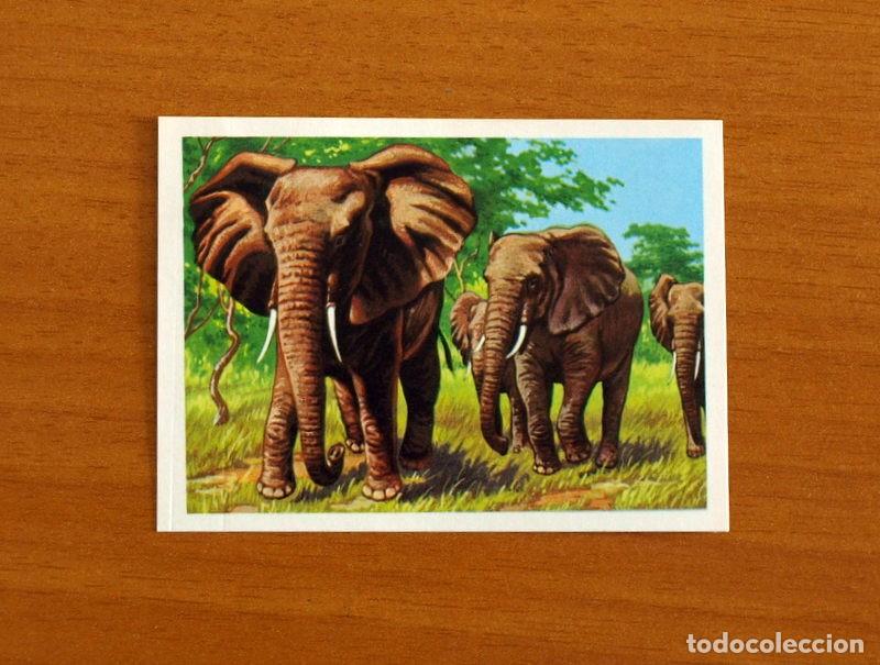 Coleccionismo Cromos antiguos: El M&aacute;s y el Menos -N&ordm; 63 Elefante -Editorial Ruiz Romero A&ntilde;o 1975 -Cromo Nunca Pegado