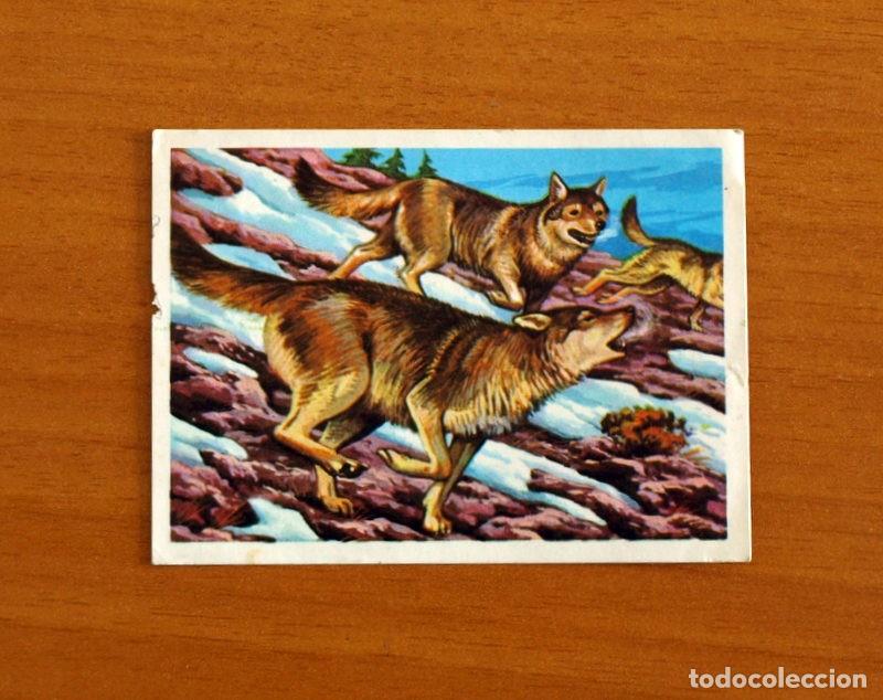 Coleccionismo Cromos antiguos: El M&aacute;s y el Menos -N&ordm; 64 C&aacute;nidos Resistentes -Editorial Ruiz Romero A&ntilde;o 1975 -Cromo Nunca Pegado