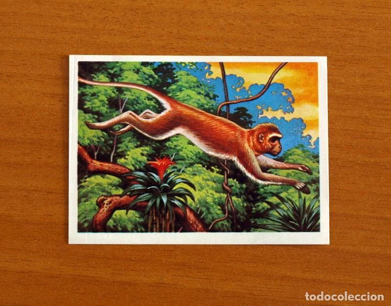 Coleccionismo Cromos antiguos: El M&aacute;s y el Menos -N&ordm; 67 Grandes Acr&oacute;batas -Editorial Ruiz Romero A&ntilde;o 1975 -Cromo Nunca Pegado