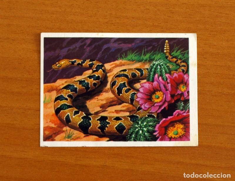 Coleccionismo Cromos antiguos: El M&aacute;s y el Menos - N&ordm; 73 Serpiente -Editorial Ruiz Romero A&ntilde;o 1975 -Cromo Nunca Pegado
