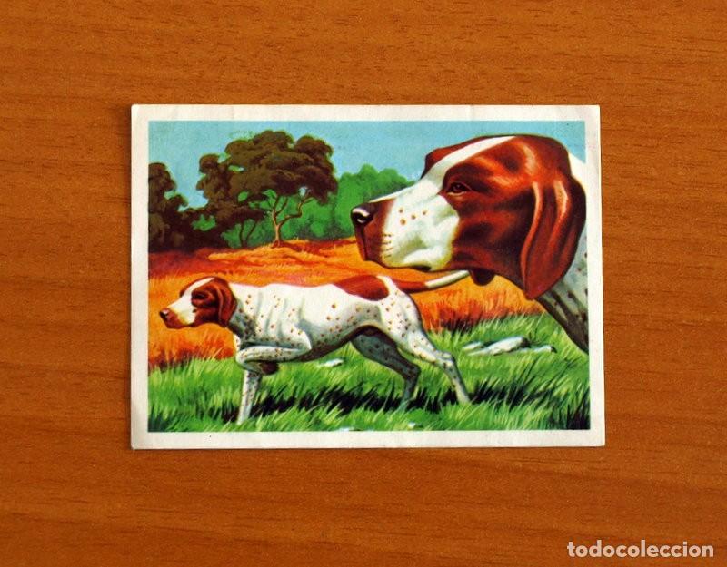 Coleccionismo Cromos antiguos: El M&aacute;s y el Menos - N&ordm; 77 Olfato del Perro -Editorial Ruiz Romero A&ntilde;o 1975 -Cromo Nunca Pegado