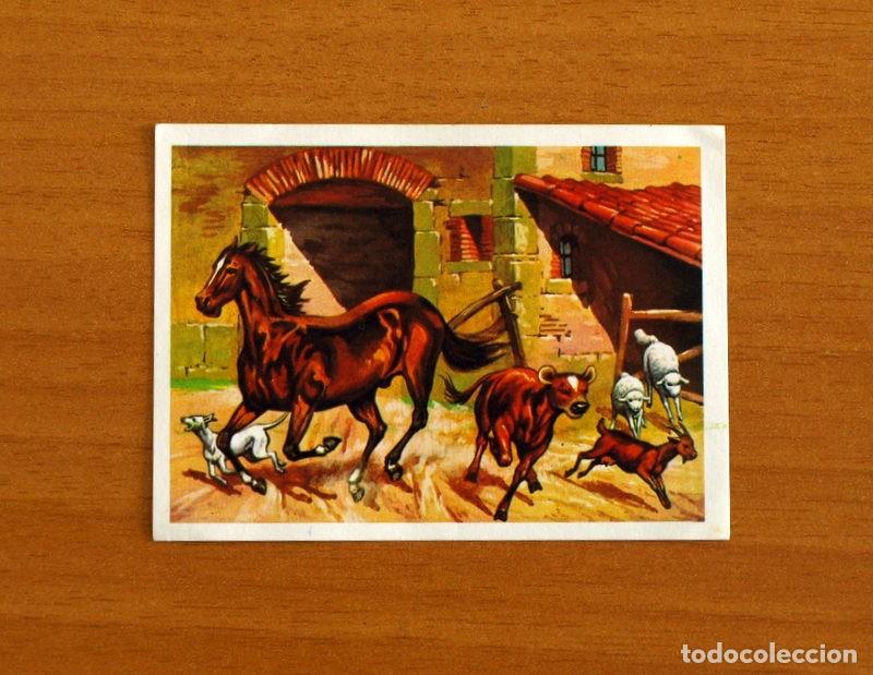 Coleccionismo Cromos antiguos: El M&aacute;s y el Menos - N&ordm; 78 Animales Instintivos -Editorial Ruiz Romero A&ntilde;o 1975 -Cromo Nunca Pegado