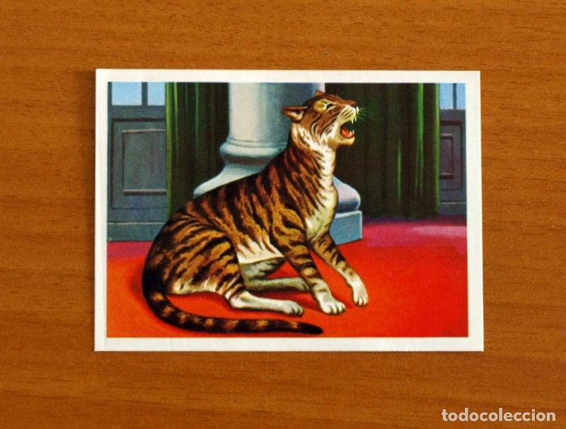 Coleccionismo Cromos antiguos: El M&aacute;s y el Menos - N&ordm; 79 Gato -Editorial Ruiz Romero A&ntilde;o 1975 -Cromo Nunca Pegado