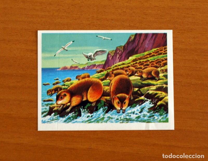 Coleccionismo Cromos antiguos: El M&aacute;s y el Menos - N&ordm; 80 Roedores -Editorial Ruiz Romero A&ntilde;o 1975 -Cromo Nunca Pegado