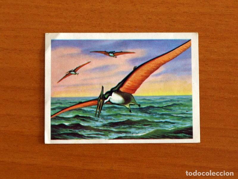 Coleccionismo Cromos antiguos: El M&aacute;s y el Menos - N&ordm; 81 Animales Alados -Editorial Ruiz Romero A&ntilde;o 1975 -Cromo Nunca Pegado
